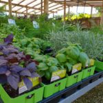 Herbs_Landscaping Supplies Sunshine Coast
