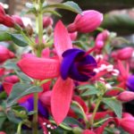 A purple and pink flowering plant in a pot