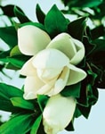 Magnolia-Little-Gem - Landscaping Supplies