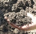 Turf Blend Soil (1m)