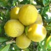 Citrus Meyer Lemon_Sunshine Coast
