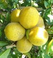 Lemon “Meyer”