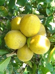 Citrus Meyer Lemon_Sunshine Coast