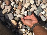 Coastal Decorative Pebbles